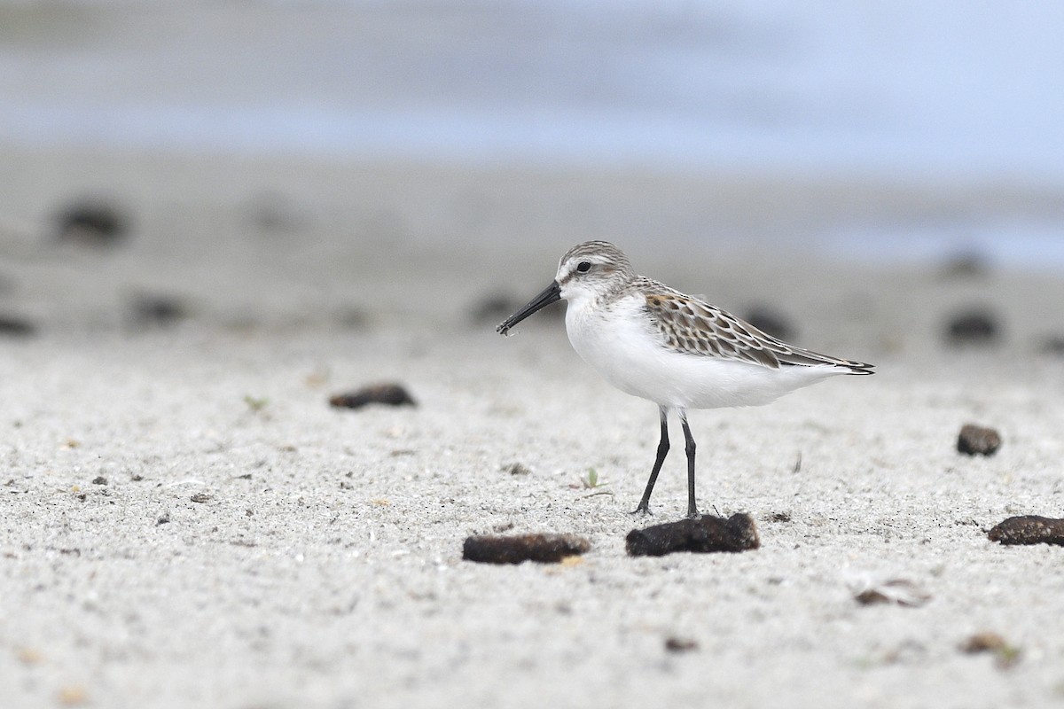 Western Sandpiper - ML623360897