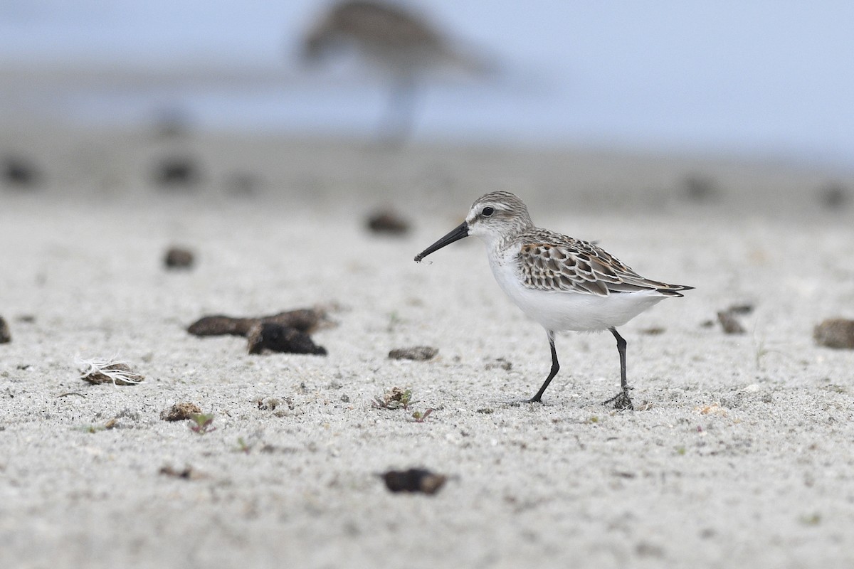 Western Sandpiper - ML623360898