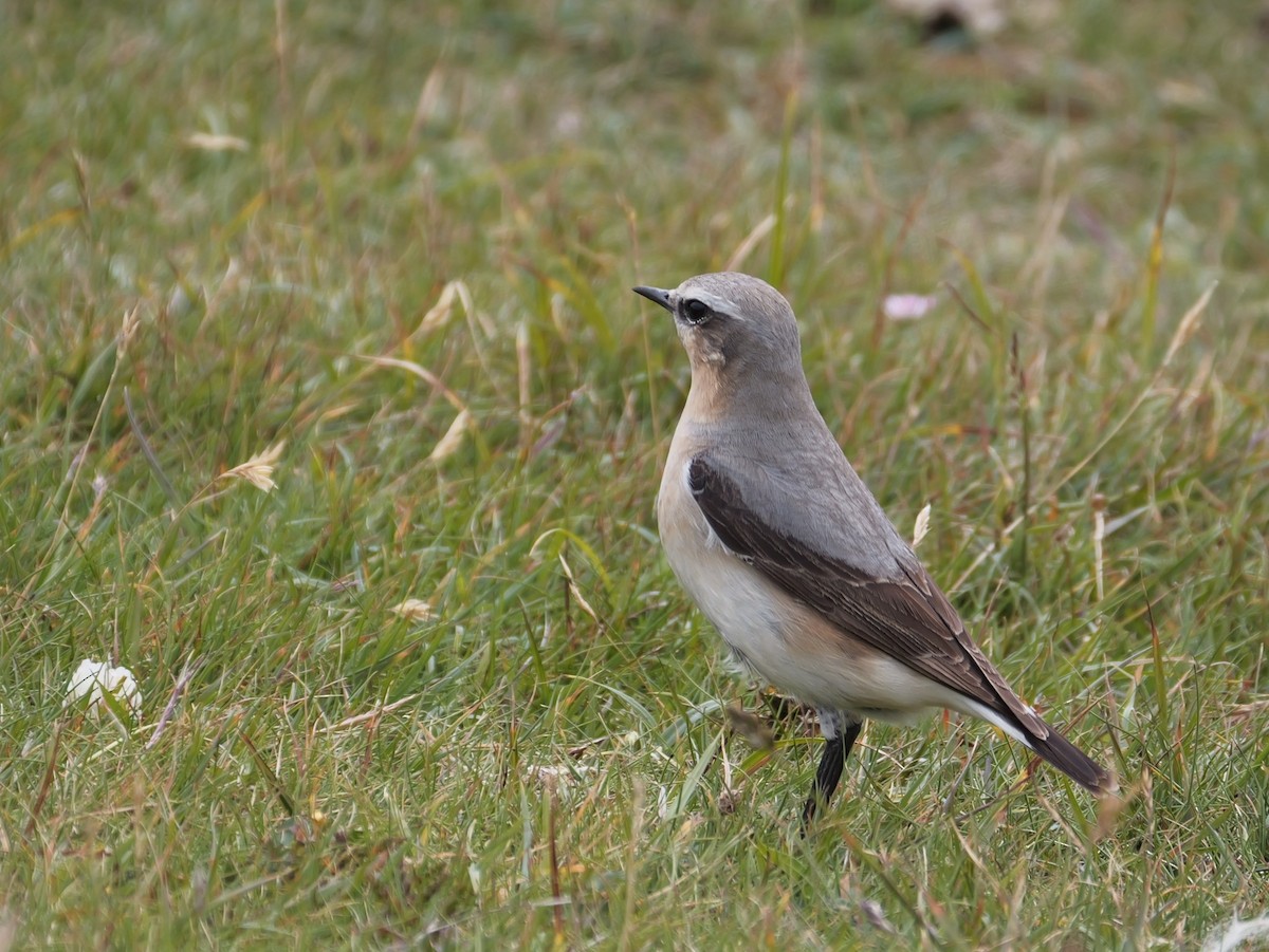 Northern Wheatear (Eurasian) - Tom Carley