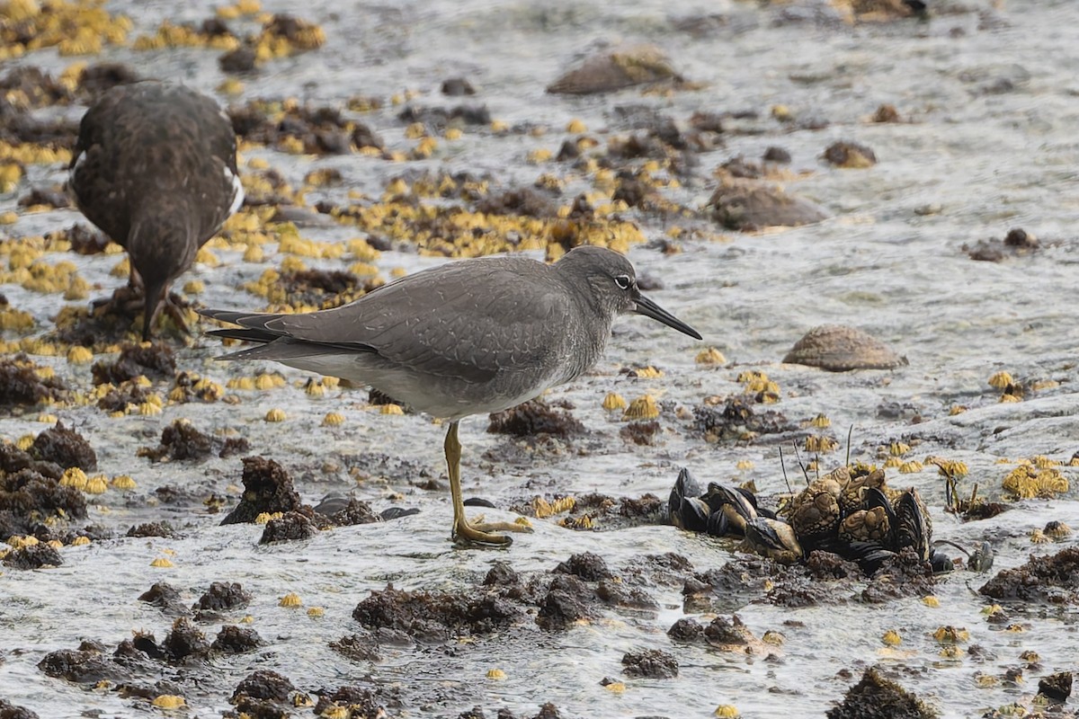 Wandering Tattler - ML623360910