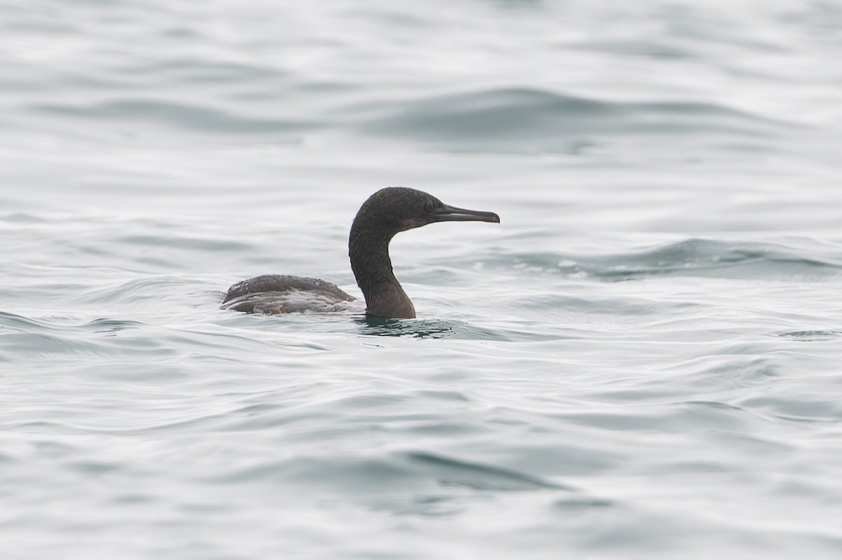 Brandt's Cormorant - ML623360919