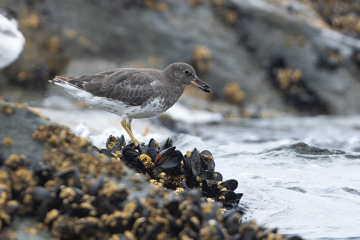 Pasifik Kumkuşu - ML623360935