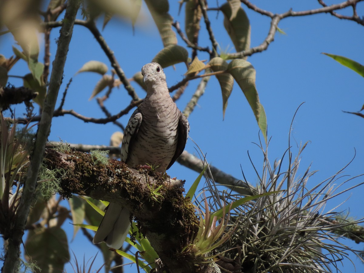 Scaled Dove - ML623360959