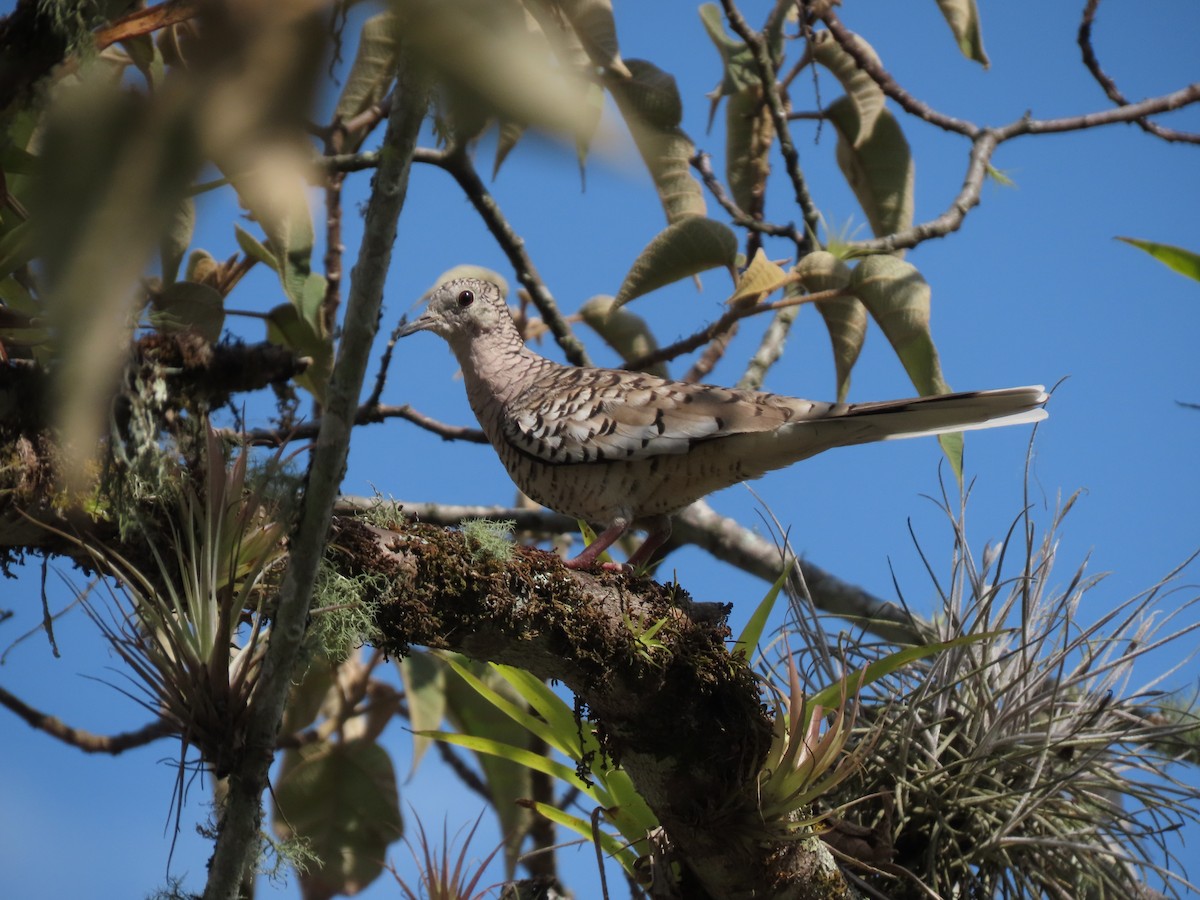 Scaled Dove - ML623360960