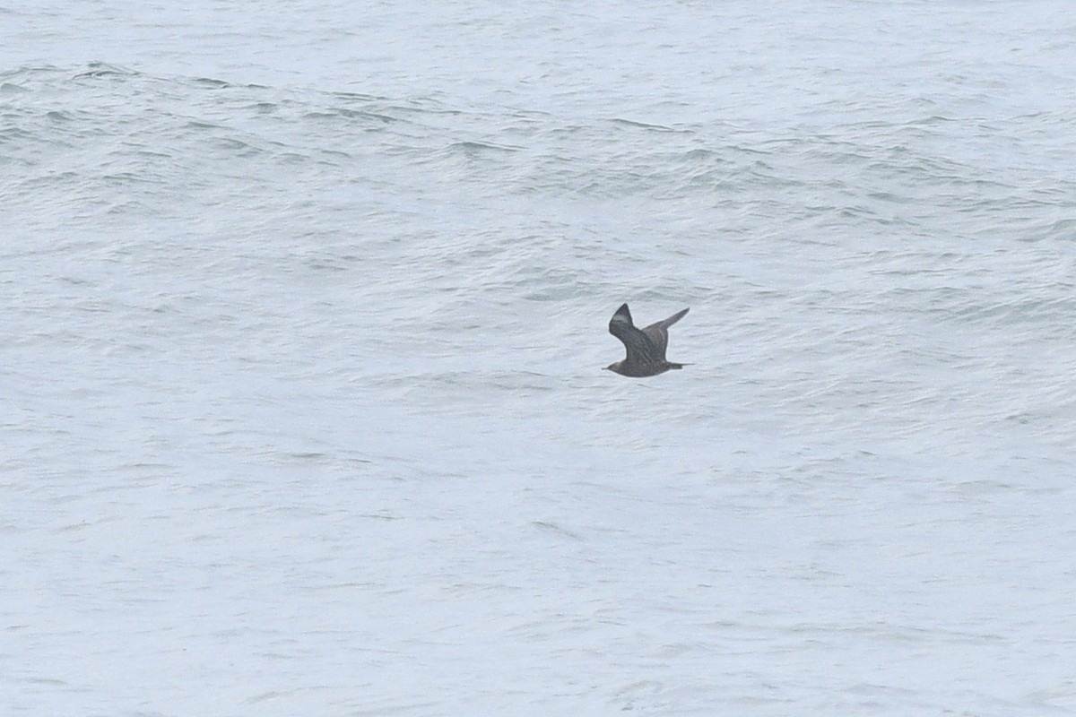 Parasitic Jaeger - Daniel Irons