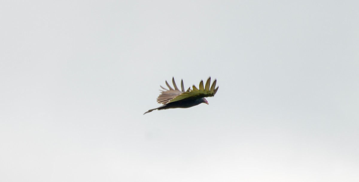 Turkey Vulture - ML623361000