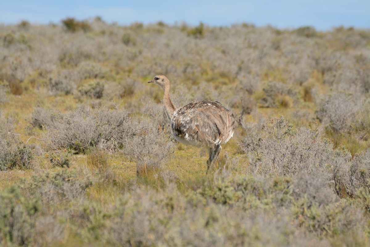 Lesser Rhea (Darwin's) - ML623361006