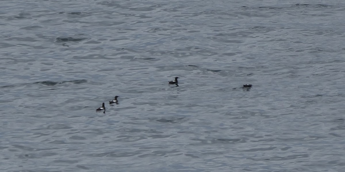 Black Guillemot - ML623361022