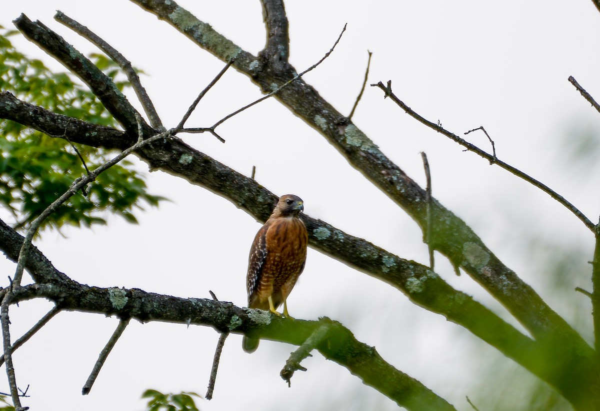 Red-shouldered Hawk - ML623361024