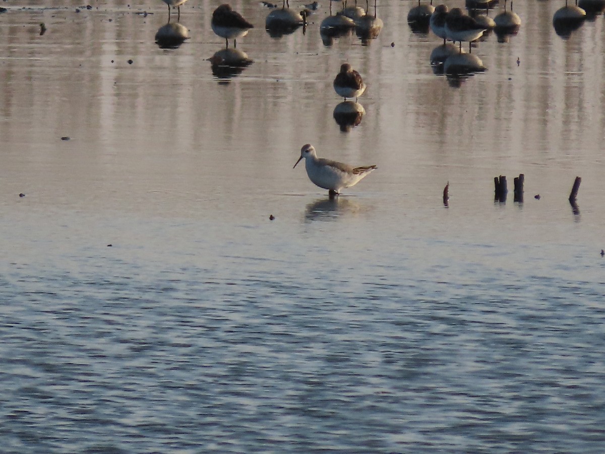 Wilson's Phalarope - Kevin Cronin