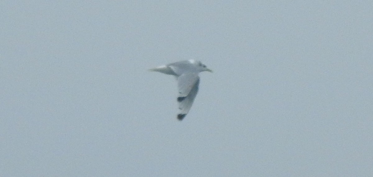 Black-legged Kittiwake - ML623361122