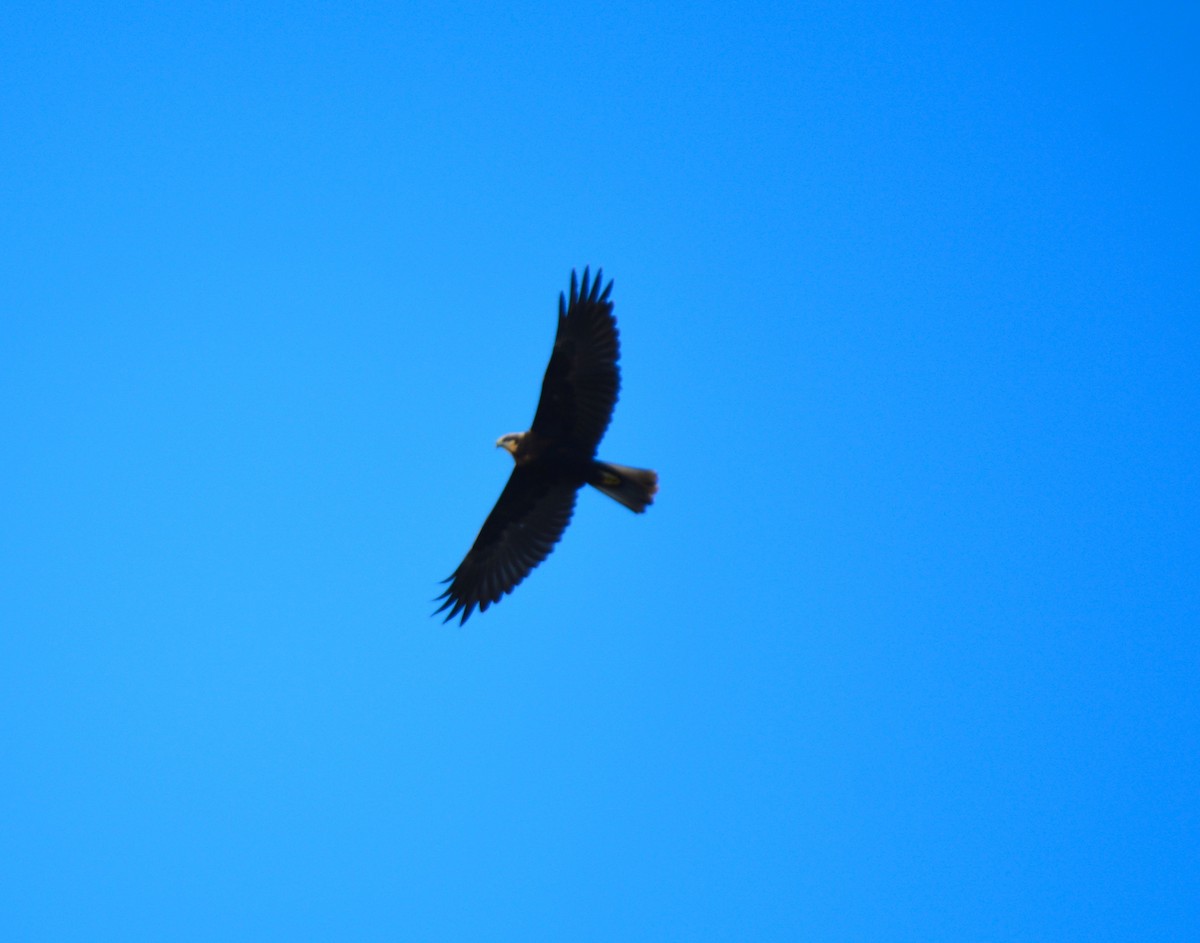 Western Marsh Harrier - Jorge Leitão