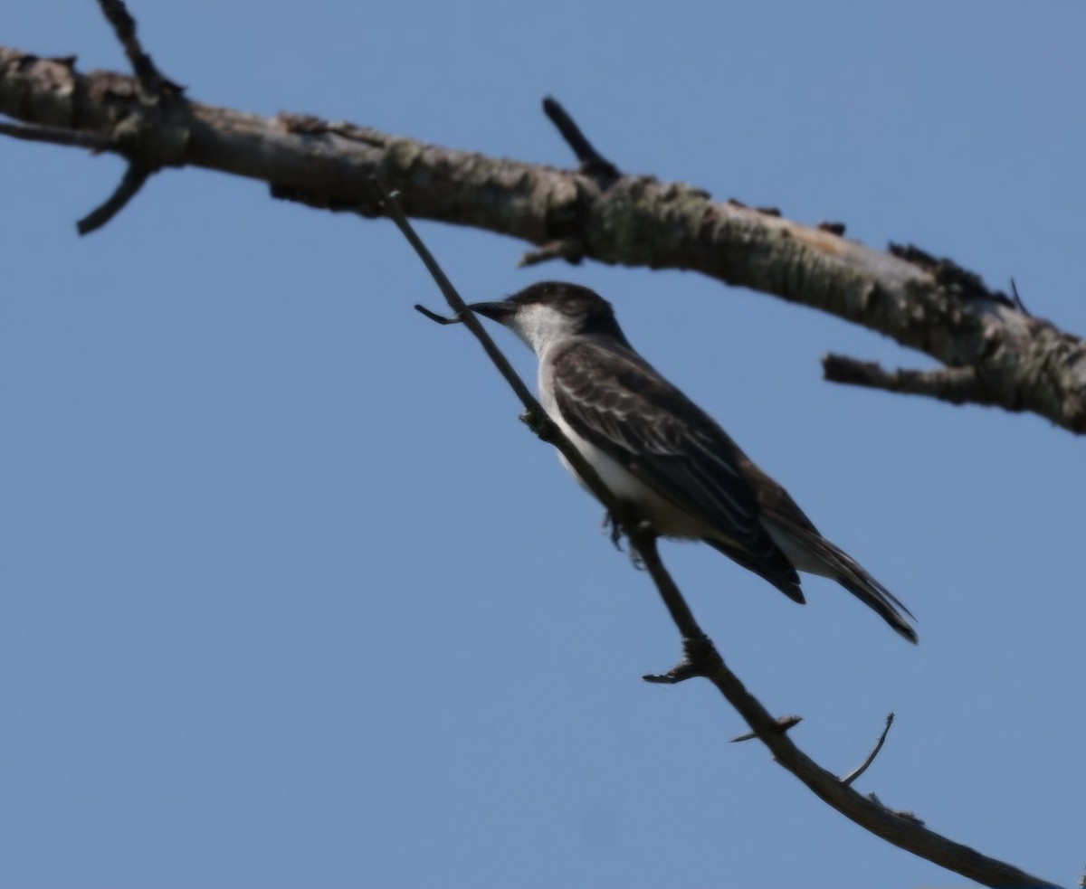 Eastern Kingbird - ML623361201
