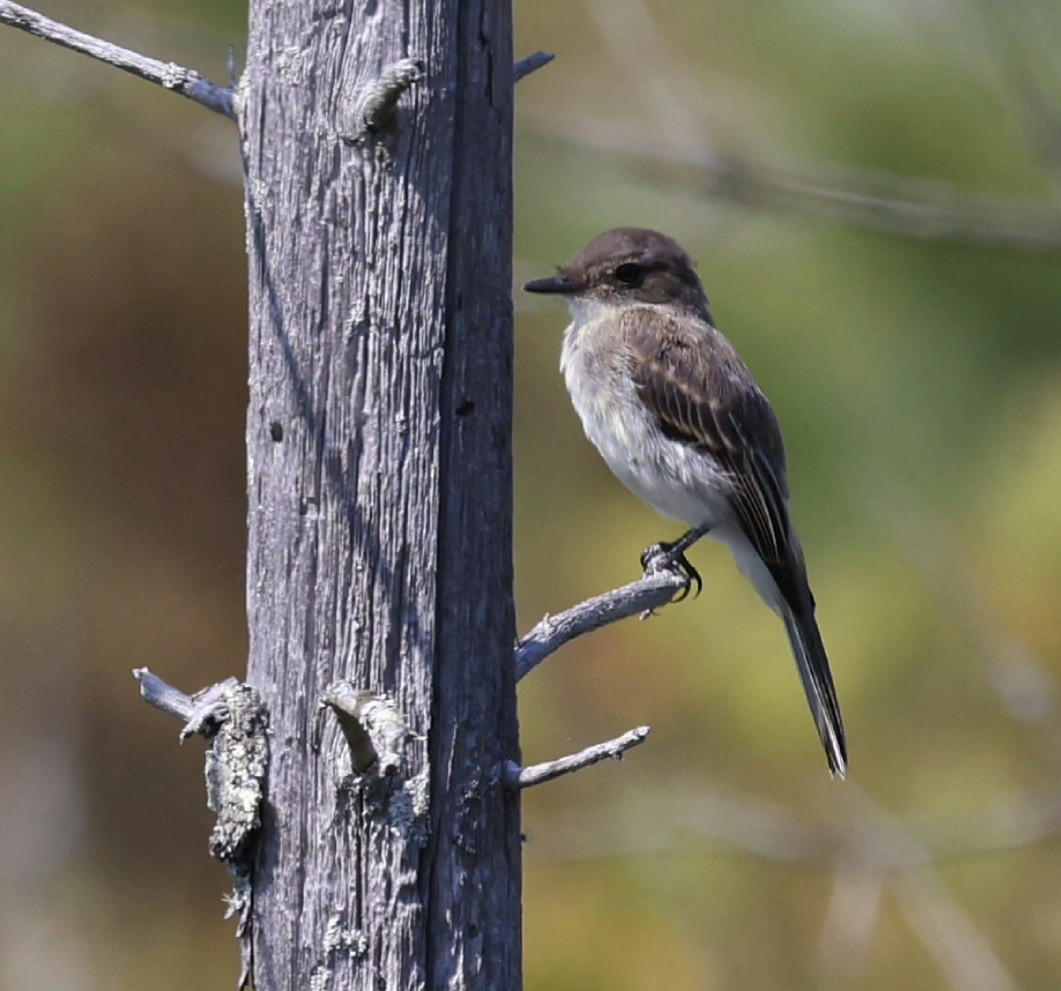 Eastern Phoebe - ML623361257