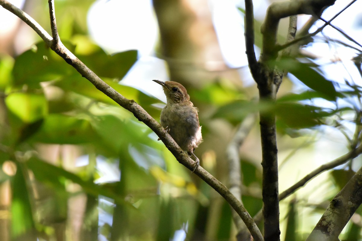 White-bellied Wren - ML623361370