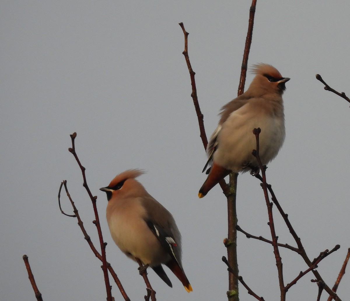 Bohemian Waxwing - Toby Phelps