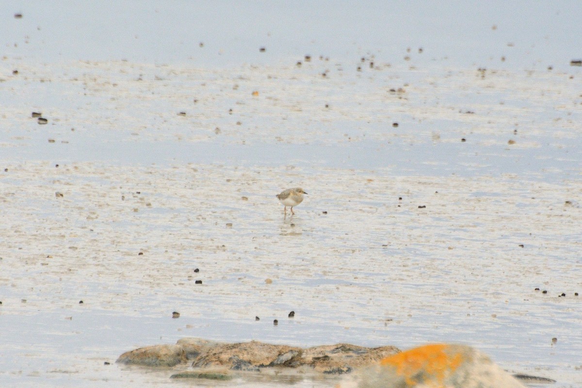 Magellanic Plover - Felipe de Groote Páez