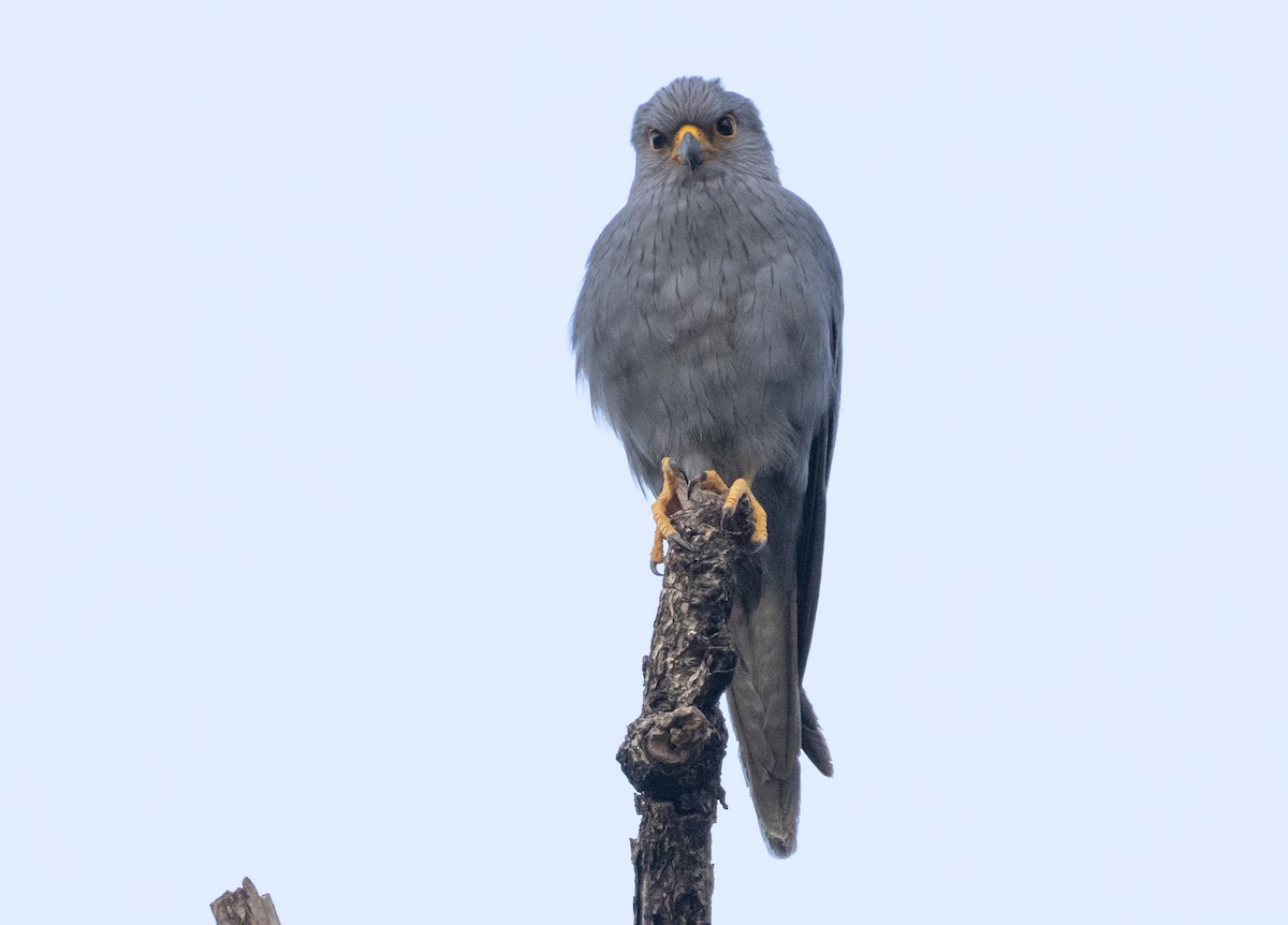 Gray Kestrel - ML623361446