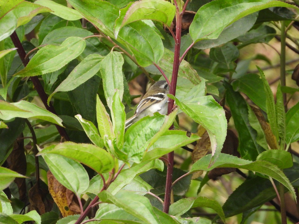 White-banded Tyrannulet - ML623361449