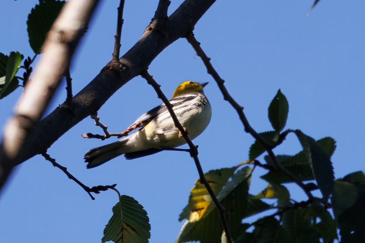 Black-throated Green Warbler - ML623361476