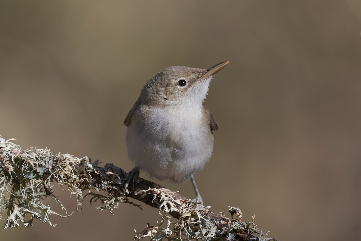 Western Olivaceous Warbler - ML623361508