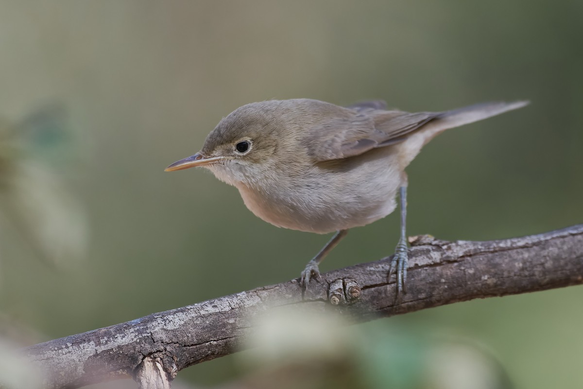 Western Olivaceous Warbler - ML623361510