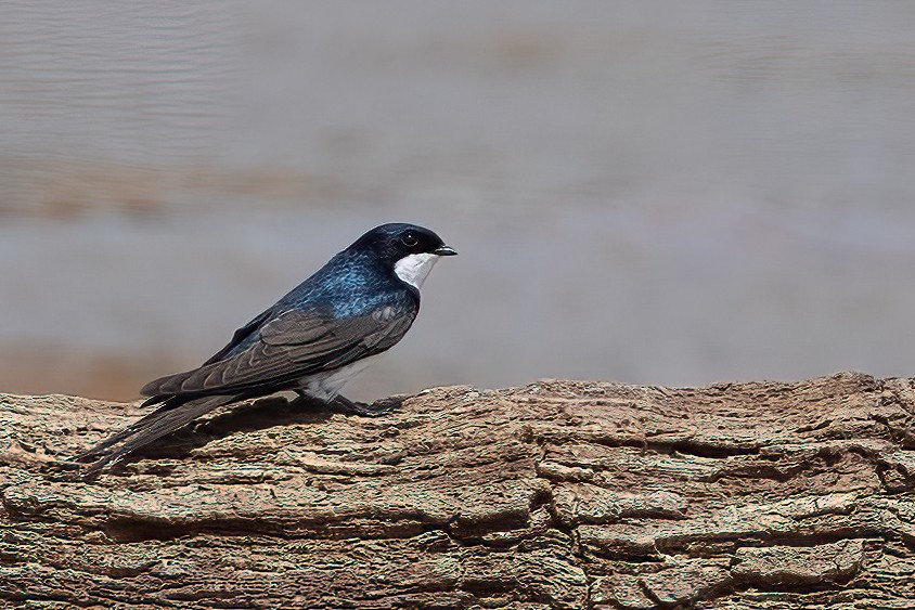 Black-collared Swallow - ML623361516