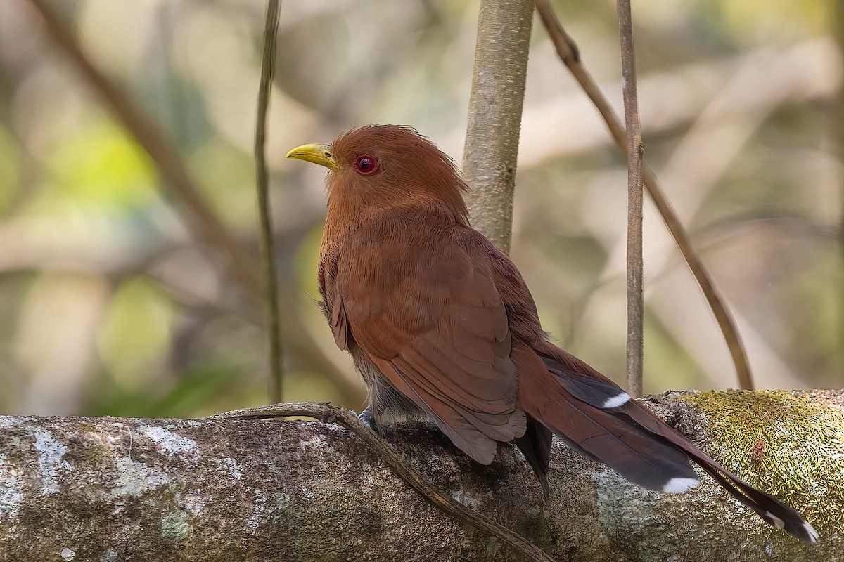 Little Cuckoo - ML623361537