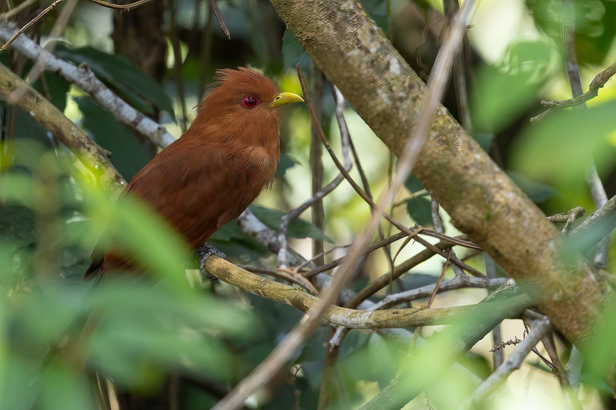 Little Cuckoo - ML623361538