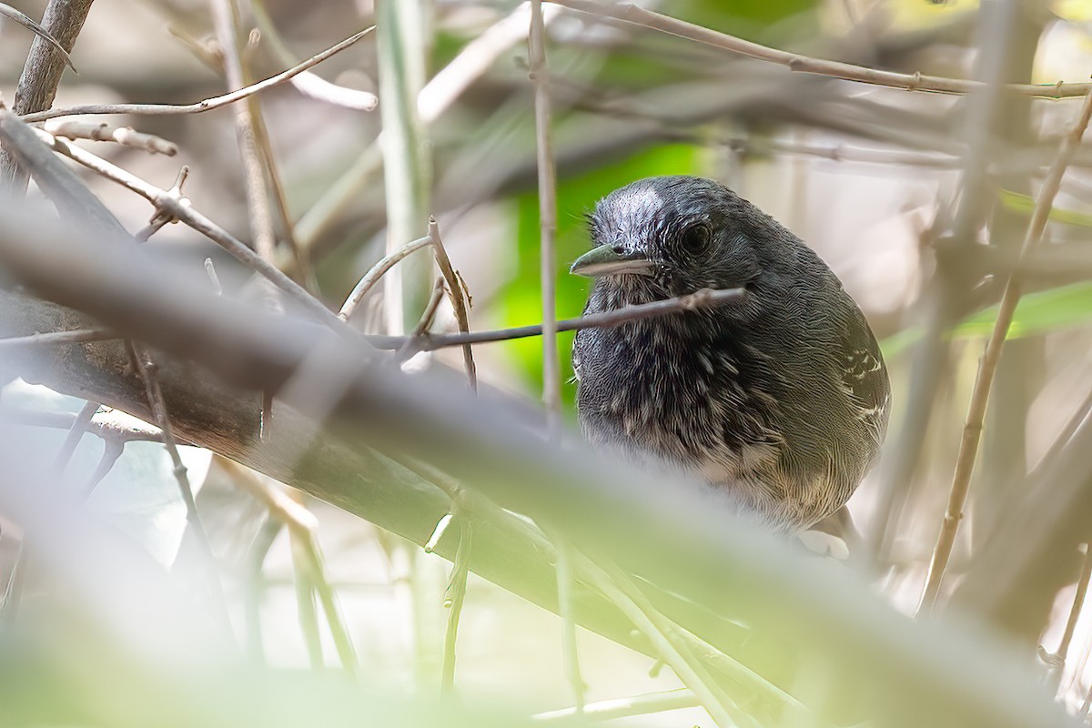 Rio Branco Antbird - ML623361550