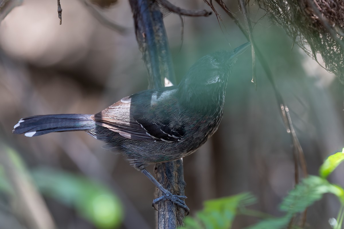 Rio Branco Antbird - ML623361551