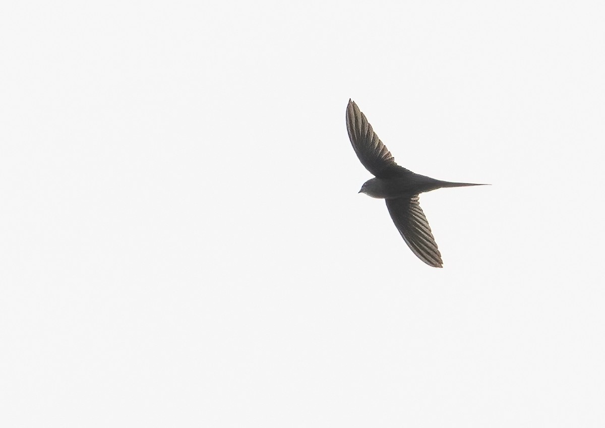 African Palm Swift - ML623361573