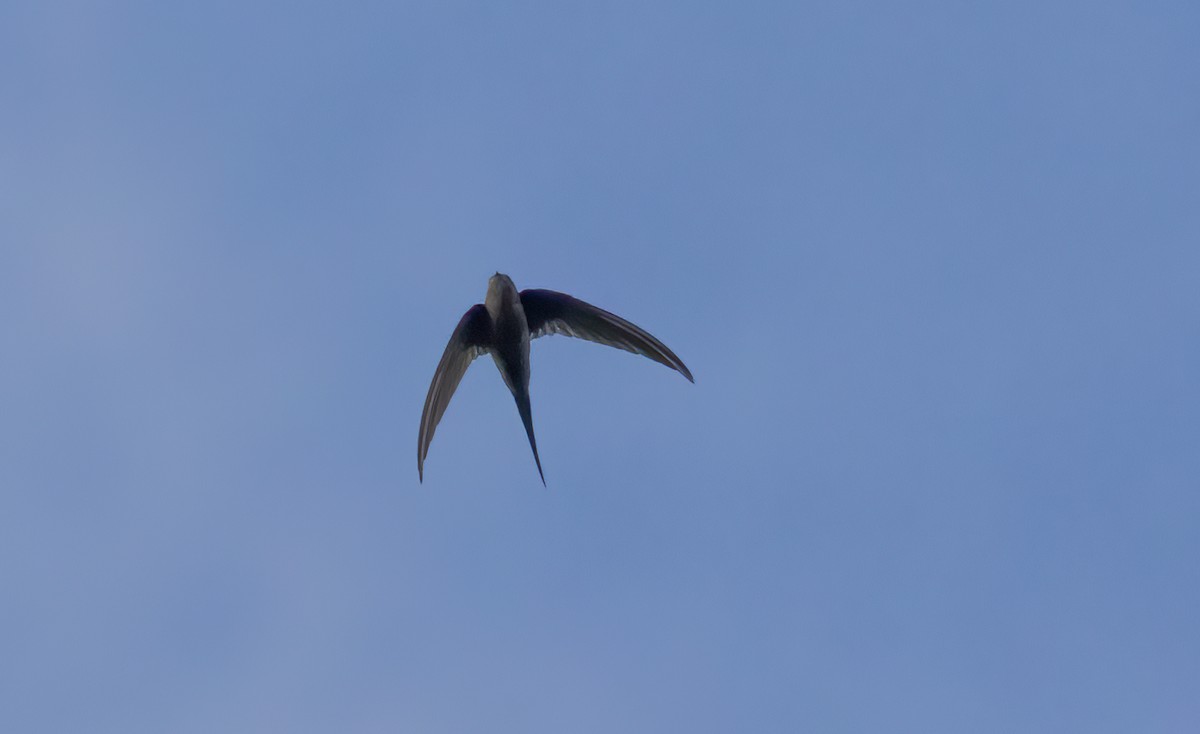 African Palm Swift - ML623361574