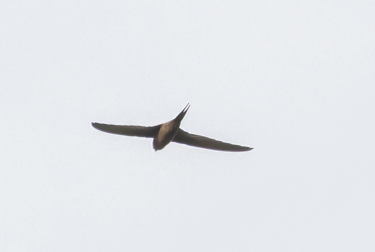 African Palm Swift - ML623361575