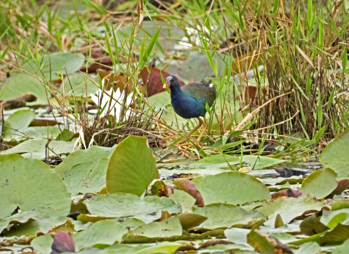 Purple Gallinule - ML623361630