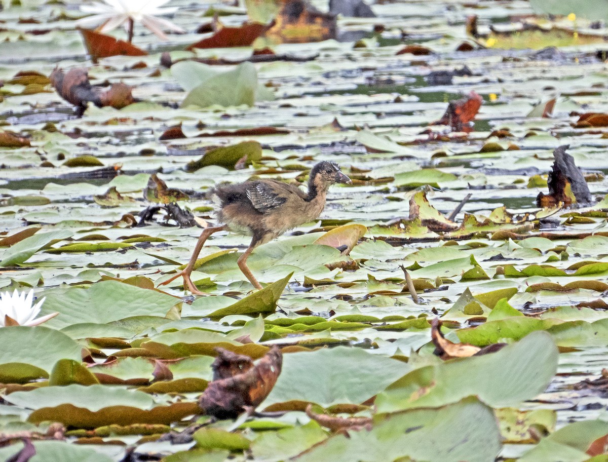 Purple Gallinule - ML623361638