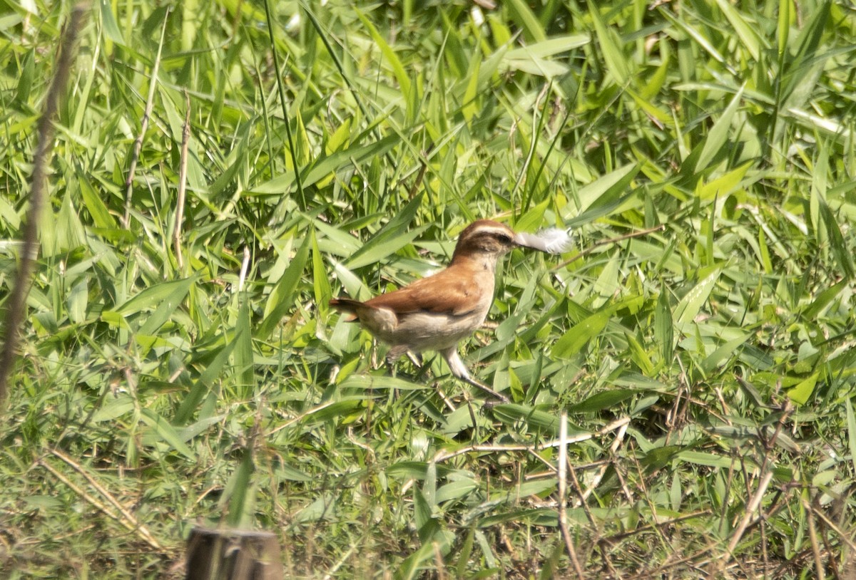 Wing-banded Hornero - ML623361665