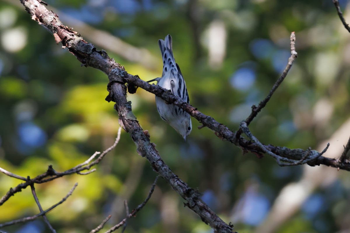 Black-and-white Warbler - ML623361684