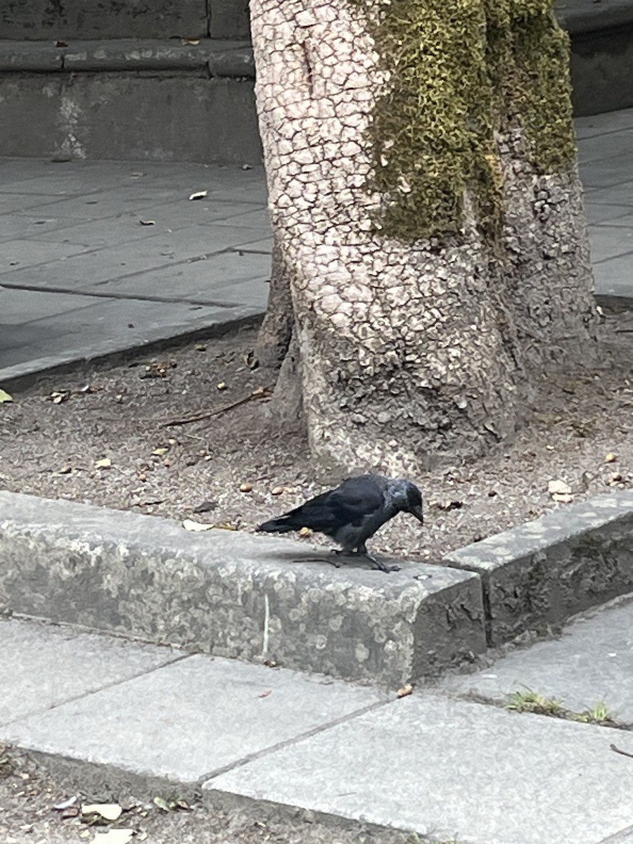 Eurasian Jackdaw - Peter Carr