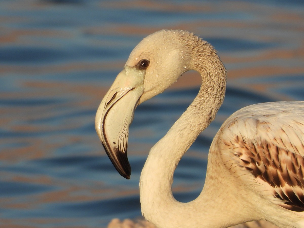 rosenflamingo - ML623361776