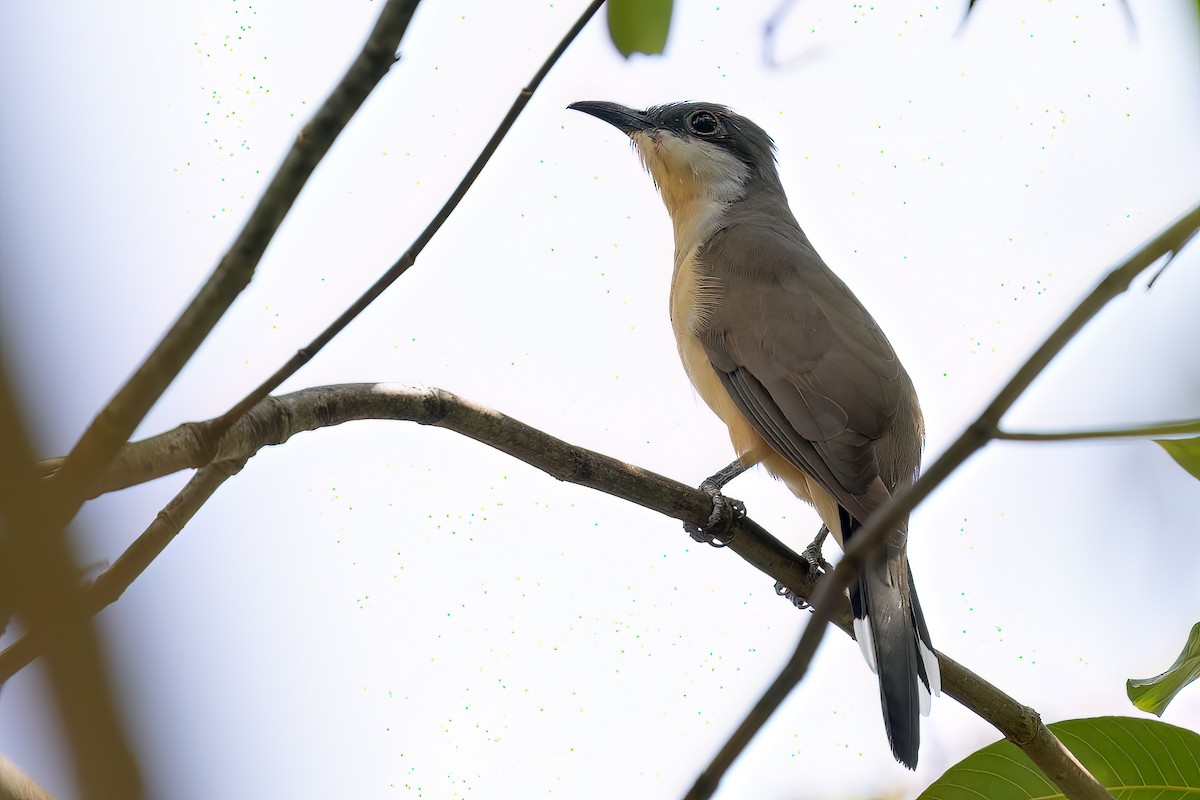 Dark-billed Cuckoo - ML623361790