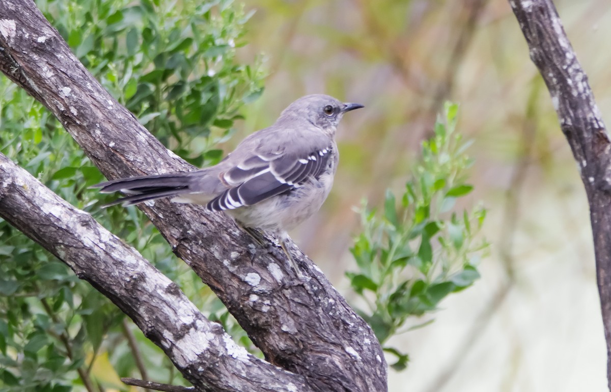 Northern Mockingbird - ML623361877