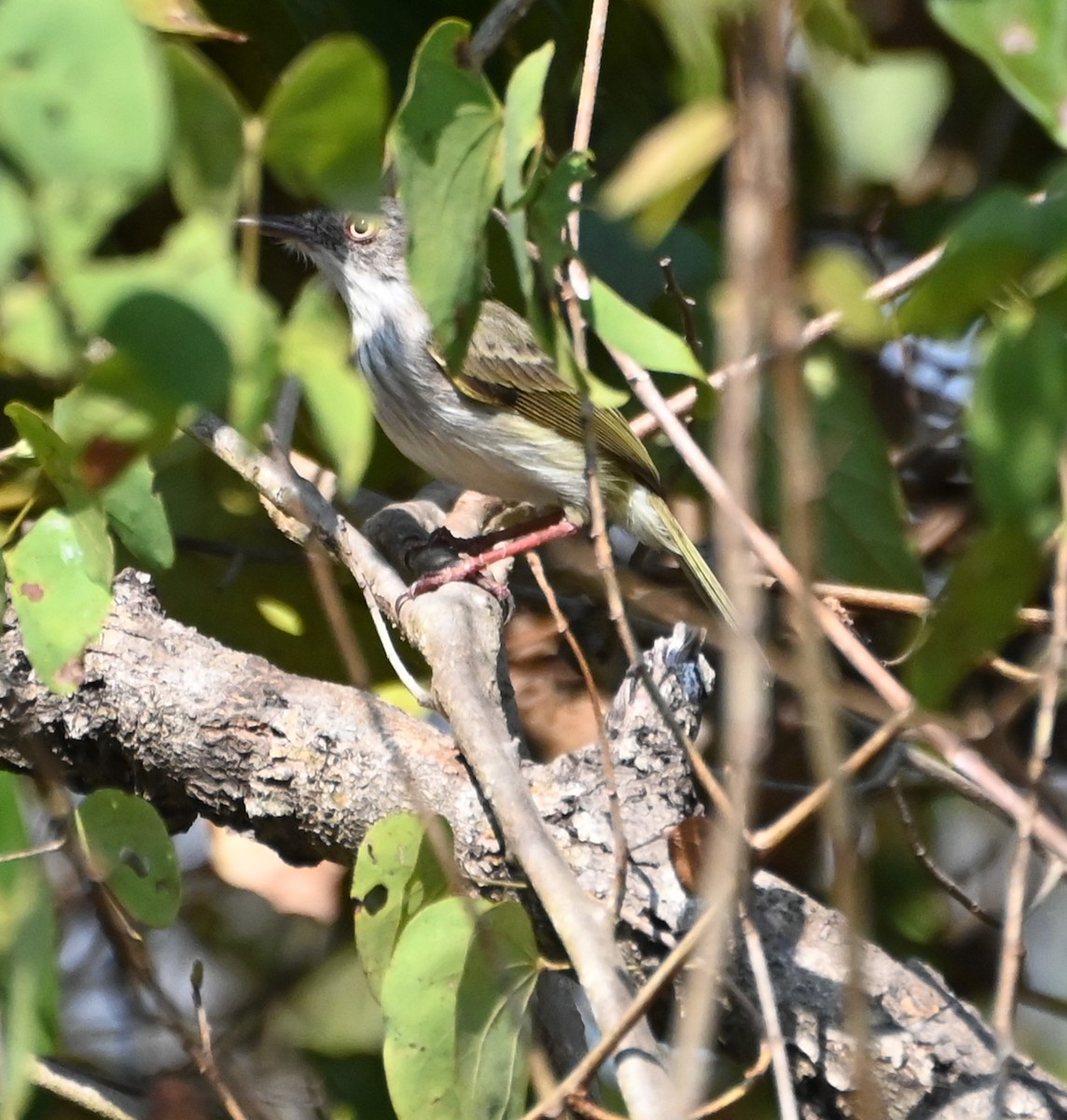 Pearly-vented Tody-Tyrant - ML623361883