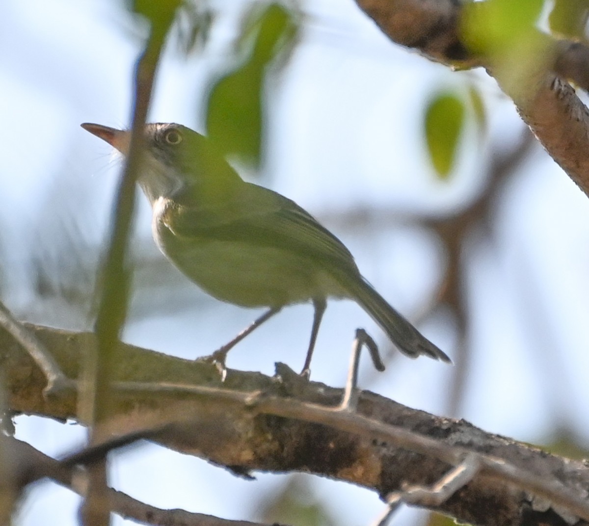 Pearly-vented Tody-Tyrant - ML623361884