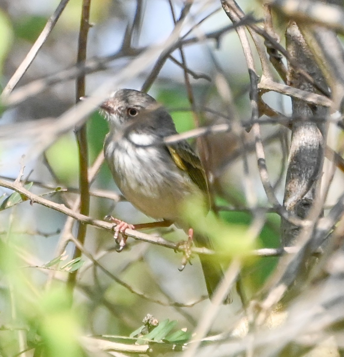 Pearly-vented Tody-Tyrant - ML623361885