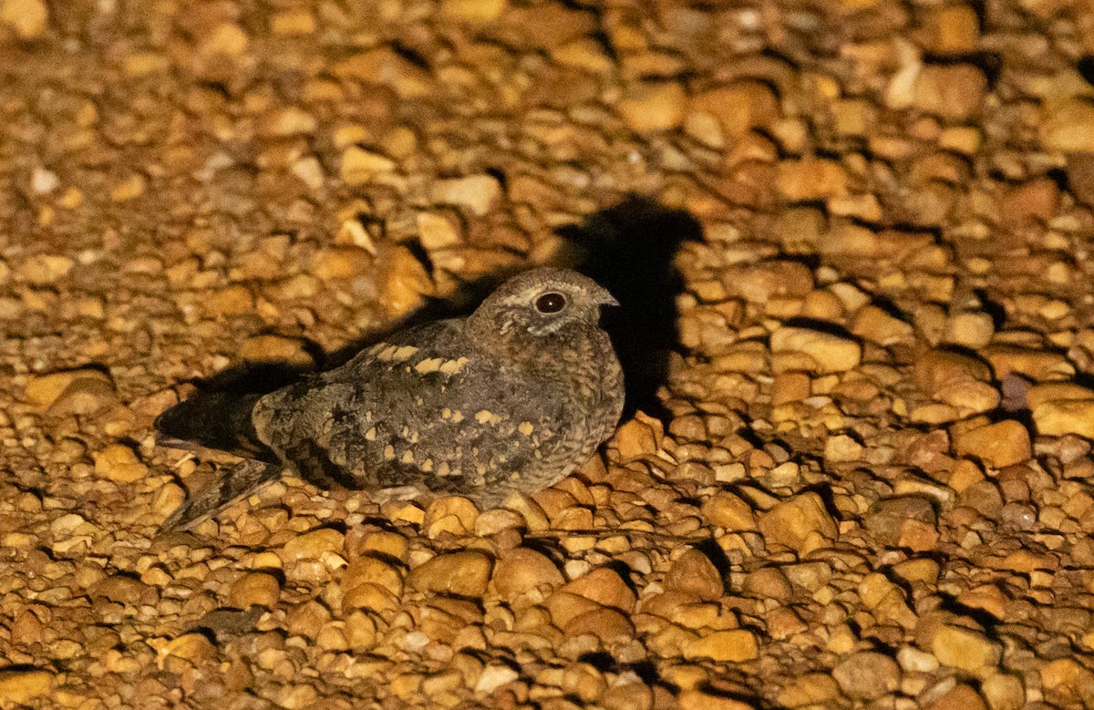 Pennant-winged Nightjar - ML623361929
