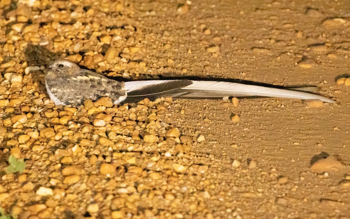 Pennant-winged Nightjar - ML623361933