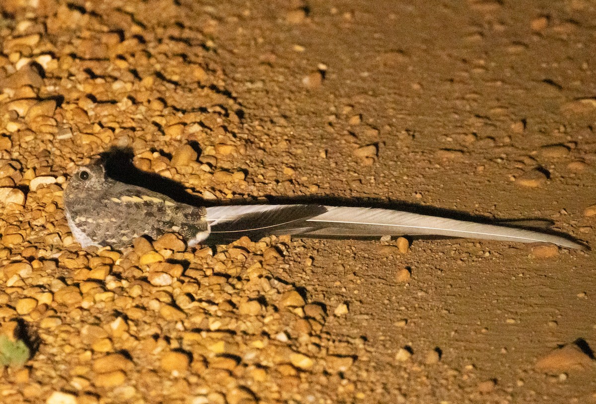 Pennant-winged Nightjar - ML623361934