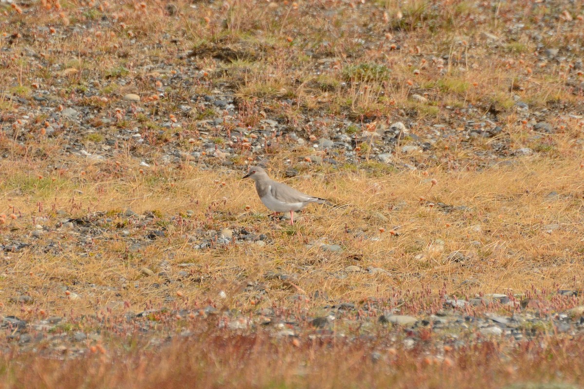 Magellanic Plover - ML623361936