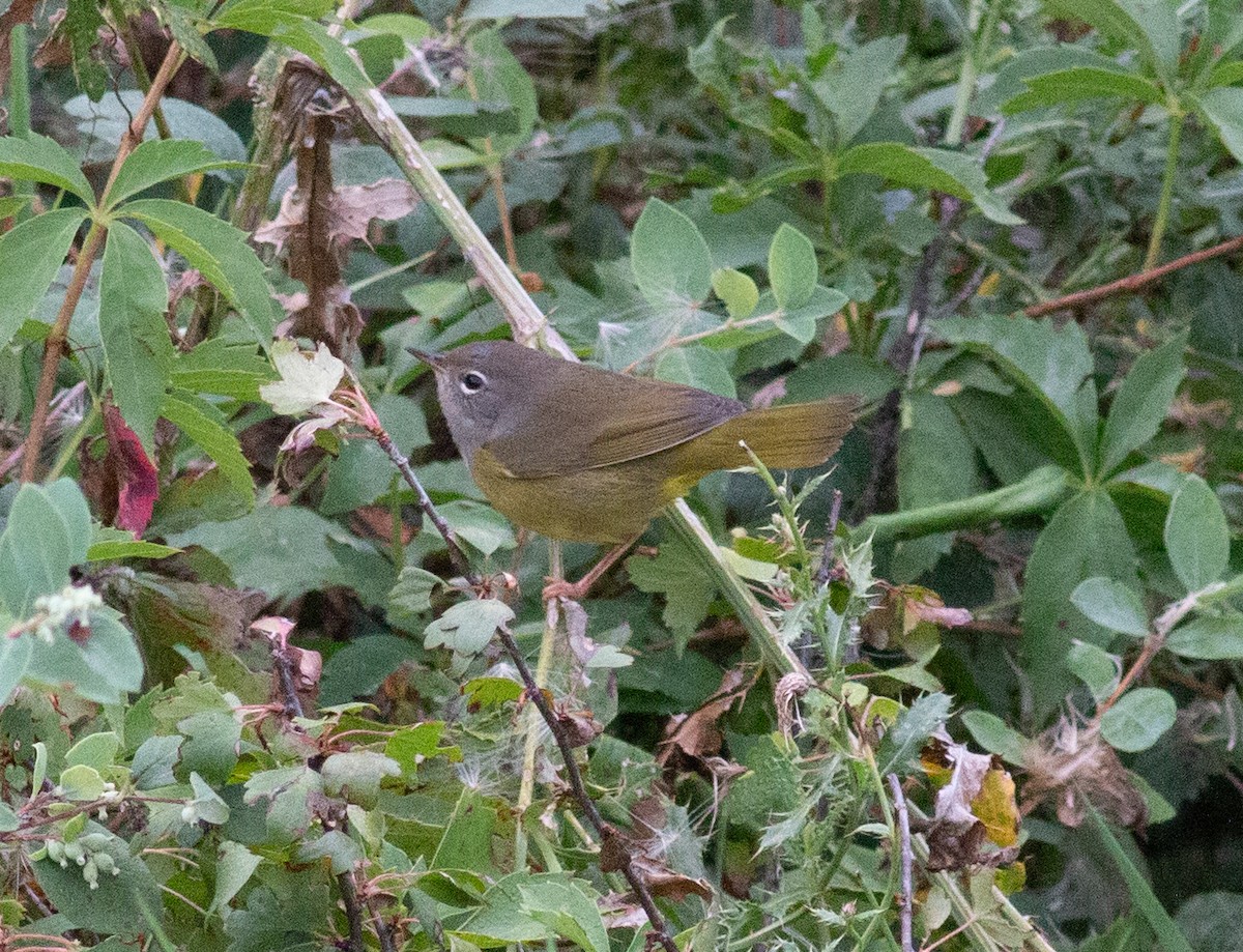 Dickichtwaldsänger - ML623361982